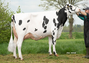 VHH Silly 4251 - CASINO lánya